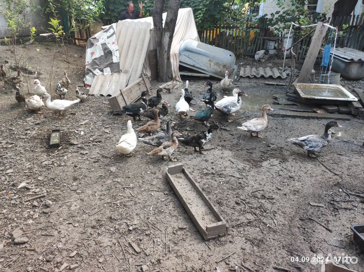 Индоутки. несушки