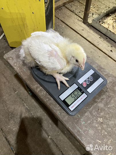 Бройлеры кобб 500