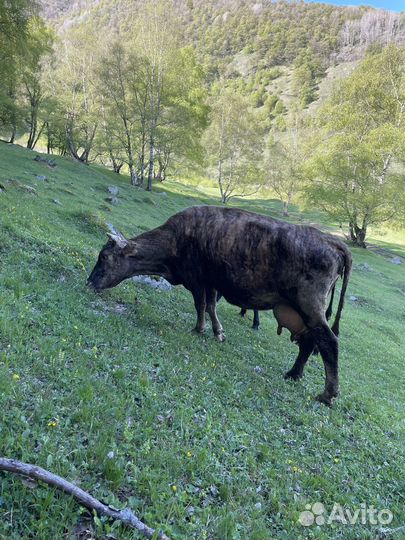 Корова с теленком