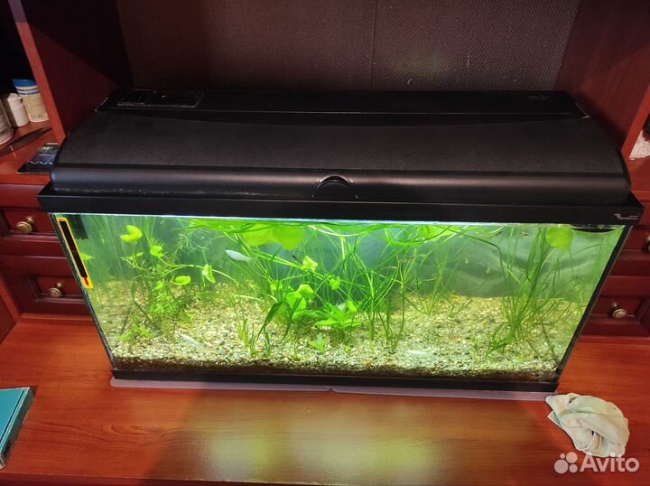 Аквариум Aquatlantis Aquadream 80 (90л) с рыбками