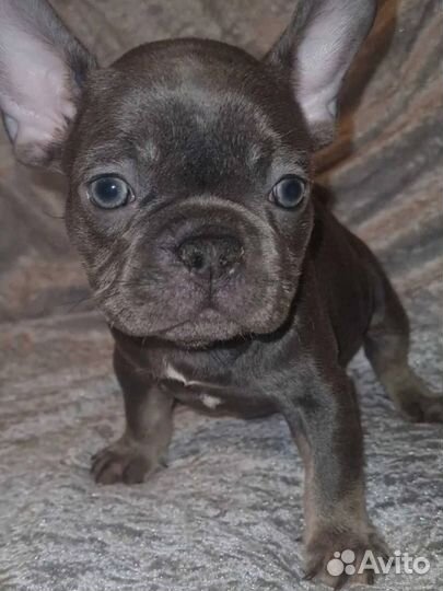 Французский бульдог щенки
