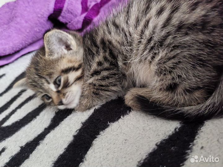 Кошка в дар бесплатно