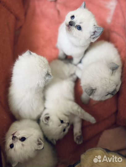 Шотландские котята