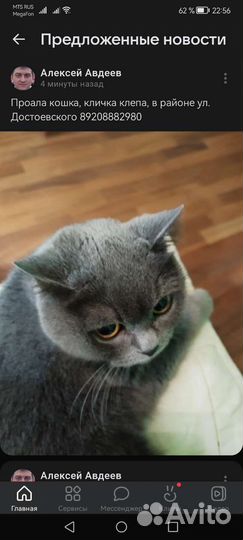Отдам в добрые руки кошечку