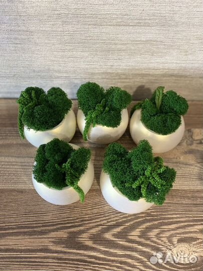 Стабилизированный мох в гипсовом кашпо