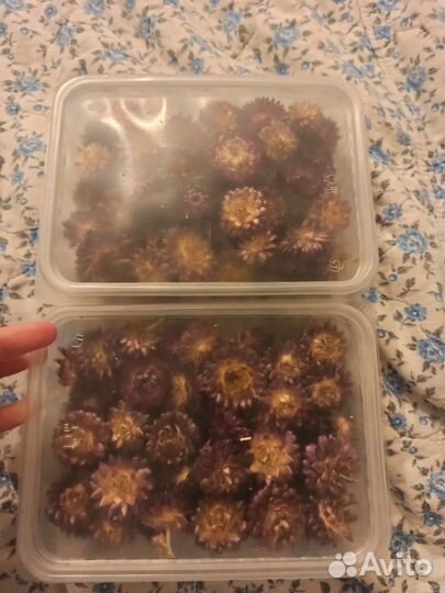 Сухоцветы Гелихризум