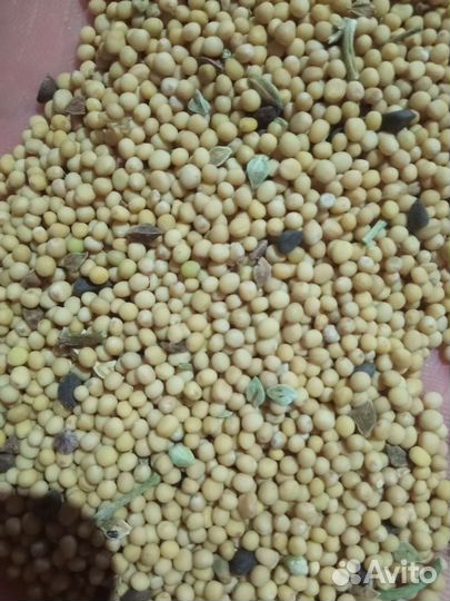 Горчица белая семена