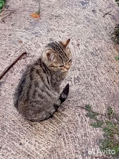 Котятки в добрые руки