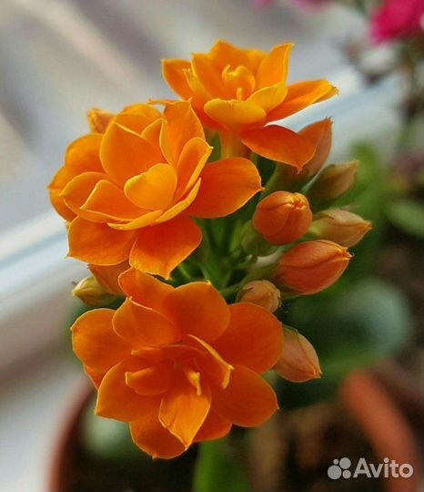 Каланхоэ оранжевое