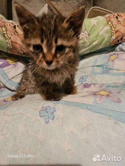 Котятки сиротки