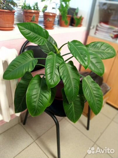 Филодендрон, фикус, бегония и др.цветы