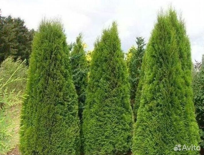 Туя