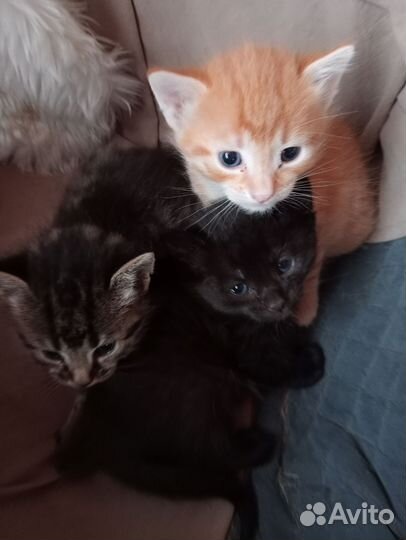 Котята в добрые руки