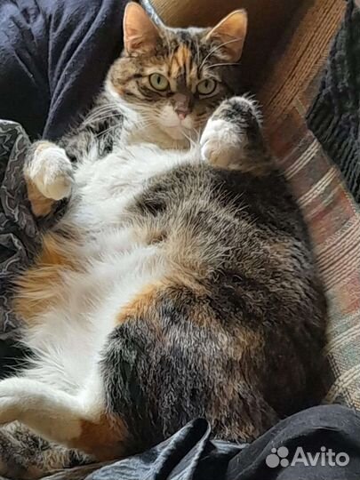 Кошка в дар бесплатно