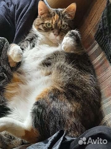 Кошка в дар бесплатно