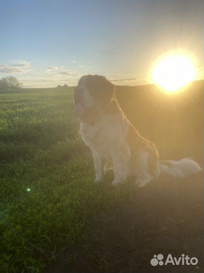 Сенбернар вязка