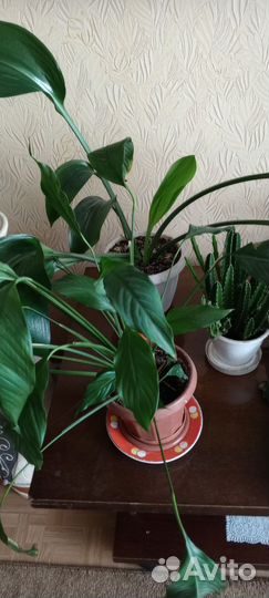 Спатифиллум