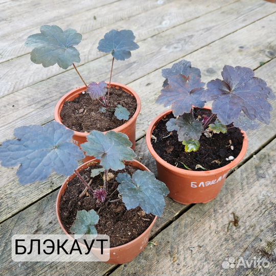 Саженцы Гейхеры