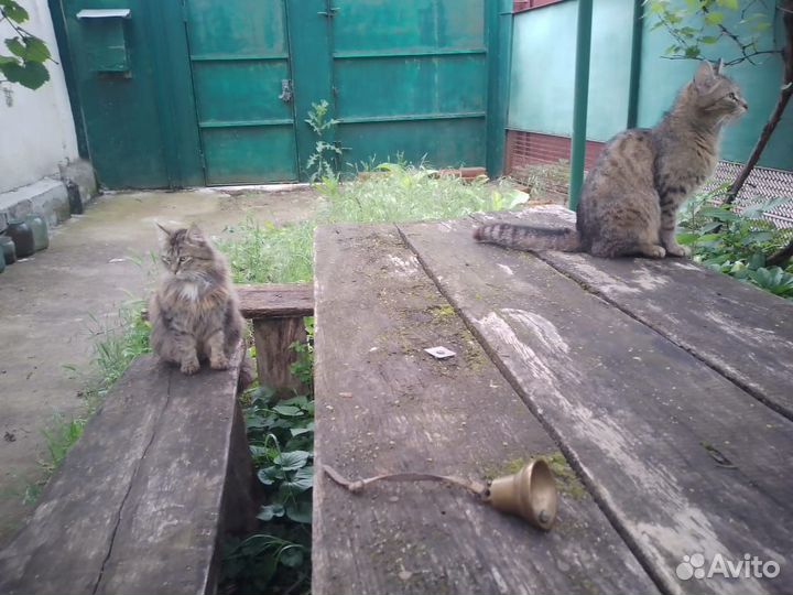 Колокольчики для лошади