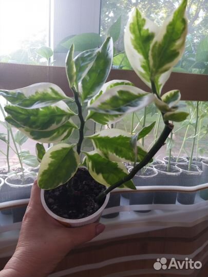 Укорененные черенки