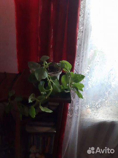 Комнатные цветы