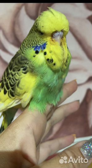 Выставочные волнистые попугаи (чехи)