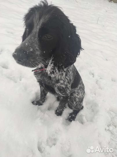 Русский спаниель вязка