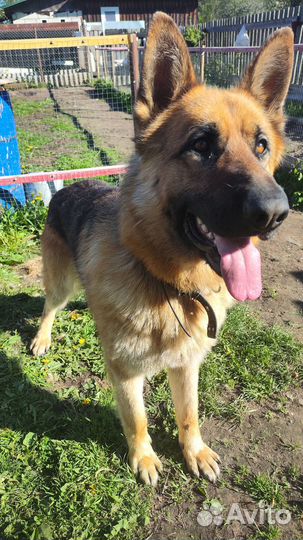Кобель для вязки немецкая овчарка