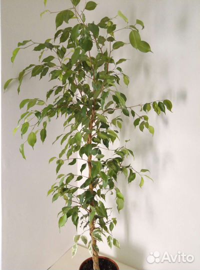 Фикус Бенджамина