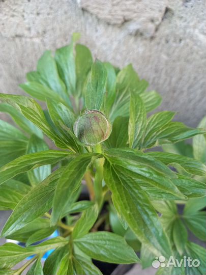 Корни раннего пиона