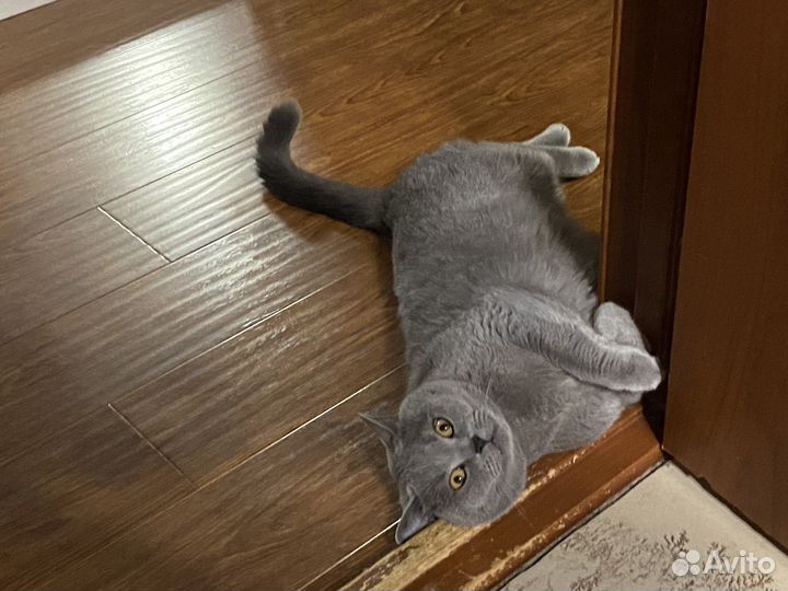 Отдам кота в добрые руки