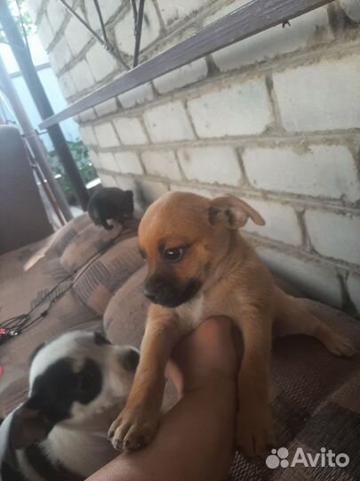 Помесь чихуахуа