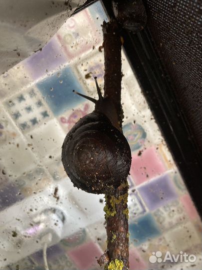 Эксы экселенсы Pleurodonte excellens