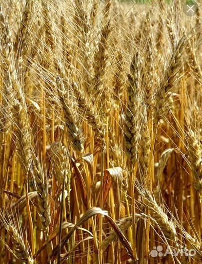 Пшеница 3кл в мешках