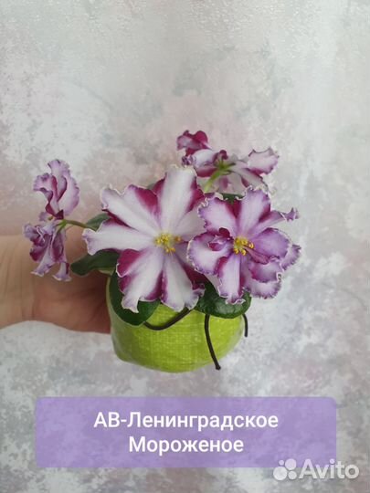 Фиалка химера ав-Ленинградское Мороженое. Пасынок