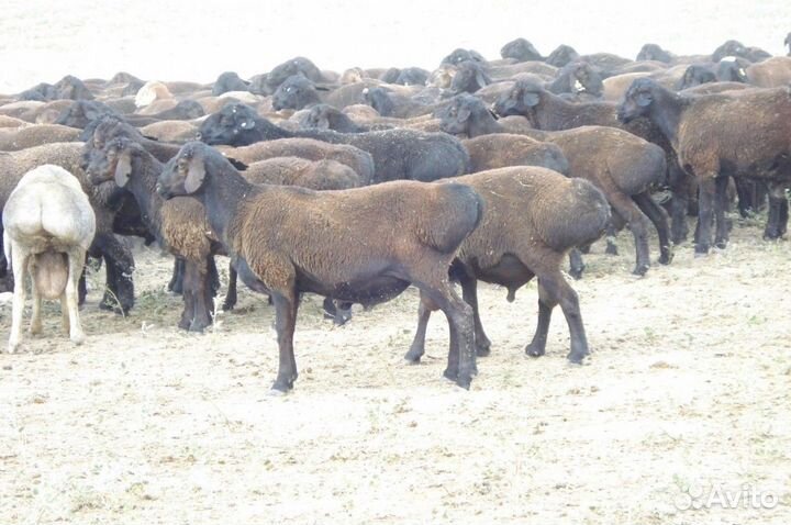 Стрижка овец