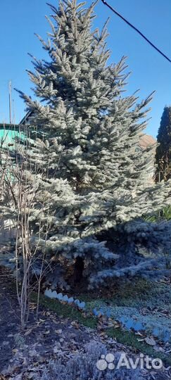 Ель голубая