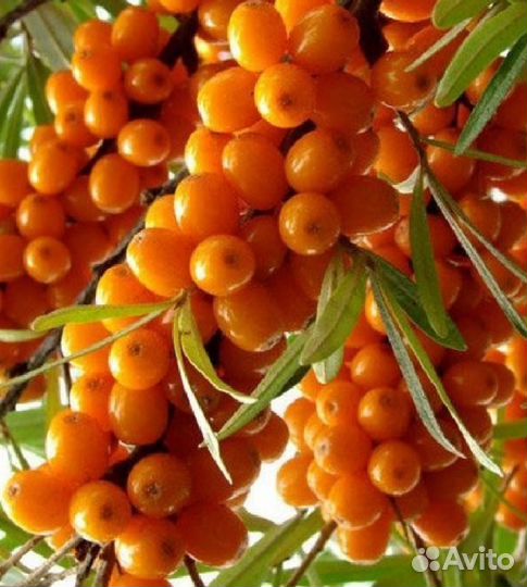 Саженцы облепихи оптом и в розницу: доставка по вс