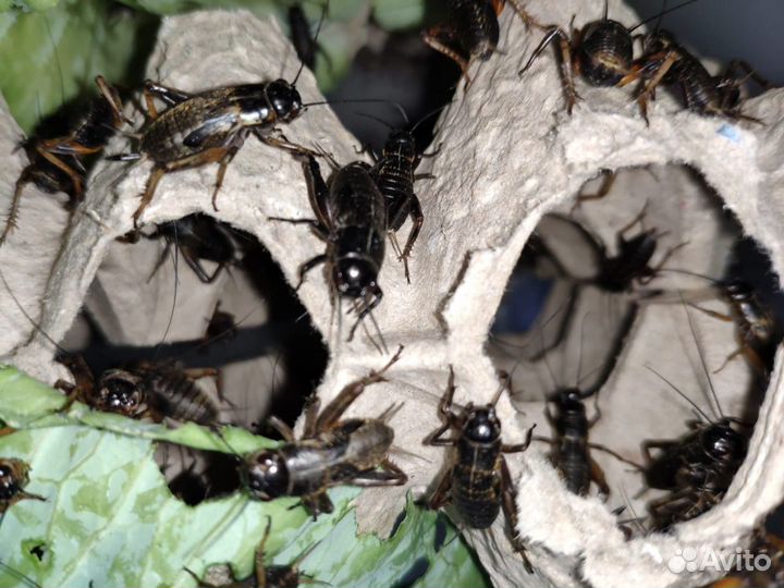 Сверчок, таракан, саранча, бражник и многое другое