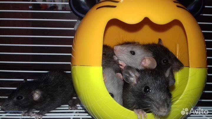 Крысята Дамбо голубые и чёрный соболь крысы