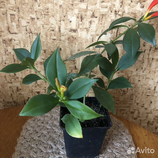 Эсхинантус-павлиний хвост