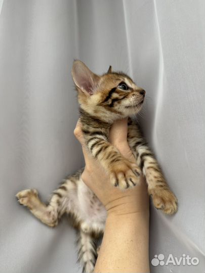 Бенгальский котенок (мальчик )