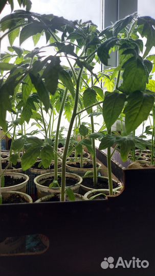 Продажа рассады