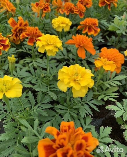 Рассада цветы бархатцы