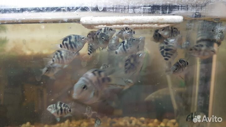 Пара сапфировых попугайчиков