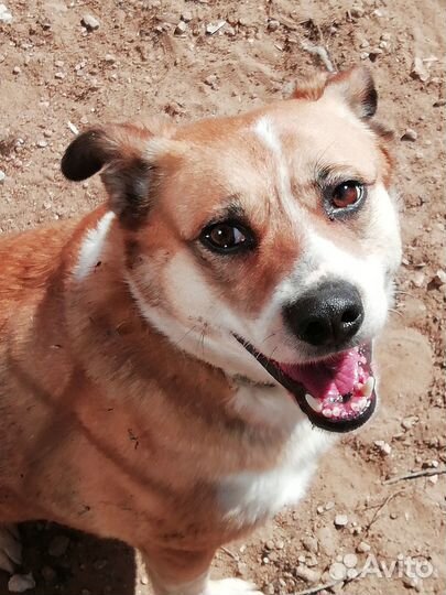 Собака в добрые руки