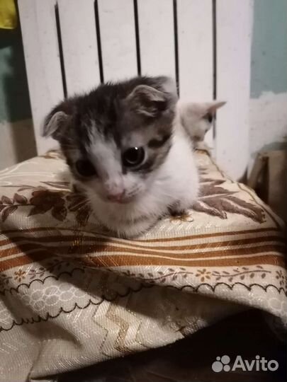 Вислоухий котёнок бесплатно