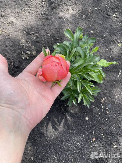 Пион корал сансет