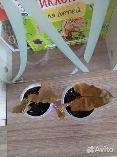 Комнатные цветы. Сингониум Aron Brawn