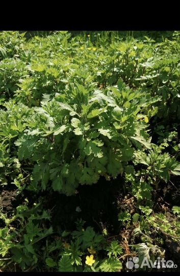 Рассада хризантемы мультифлора